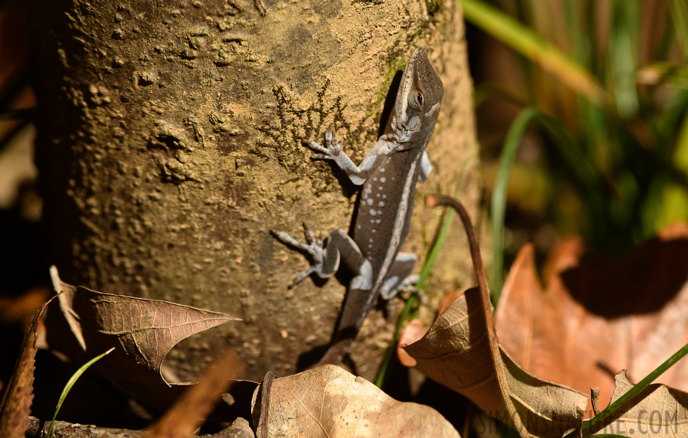 Anolis carolinensis [400 mm, 1/3200 sec at f / 7.1, ISO 1000]